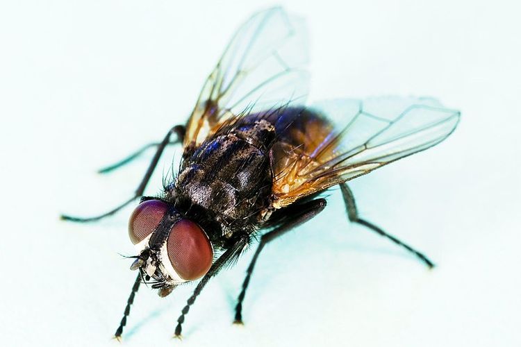 Lalat adalah jenis serangga dari ordo Diptera (berasal dari bahasa Yunani di berarti dua dan ptera berarti sayap). Perbedaan yang paling jelas antara lalat dan ordo serangga lainnya adalah lalat hanya memiliki sepasang sayap untuk terbang yang disebut halteres, yang berasal dari sayap belakang, pada metatoraks (kecuali beberapa spesies lalat yang tidak dapat terbang). Satu-satunya ordo serangga lain yang memiliki dua sayap yang benar-benar berfungsi dan memiliki halter adalah Strepsiptera. Namun, berbeda dengan lalat, halteres Strepsitera berada di mesotoraks dan sayap di metatoraks. 